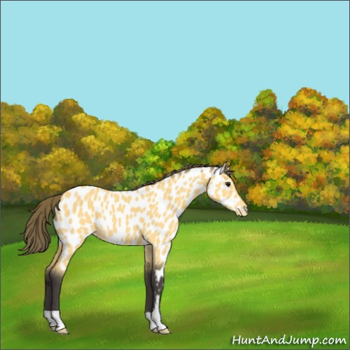 Horse Color:Buckskin Appaloosa 
