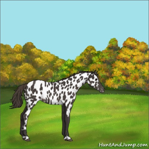 Horse Color:Smoky Black Appaloosa