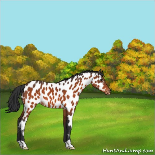 Horse Color:Bay Appaloosa