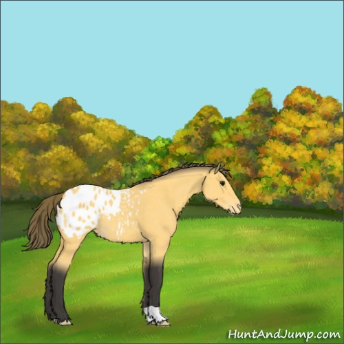 Horse Color:Buckskin Appaloosa 