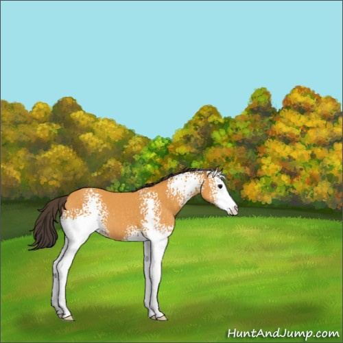 Horse Color:White Spotted Buckskin