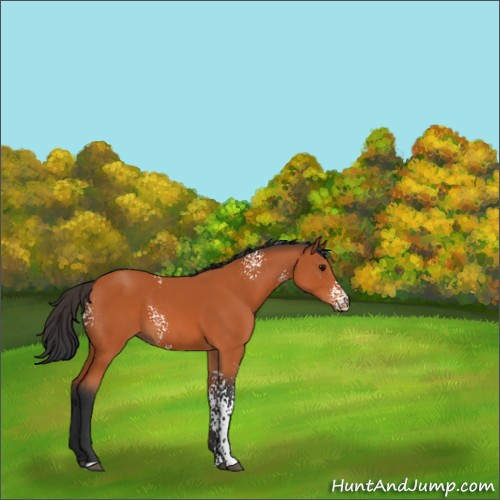 Horse Color:White Spotted Bay 