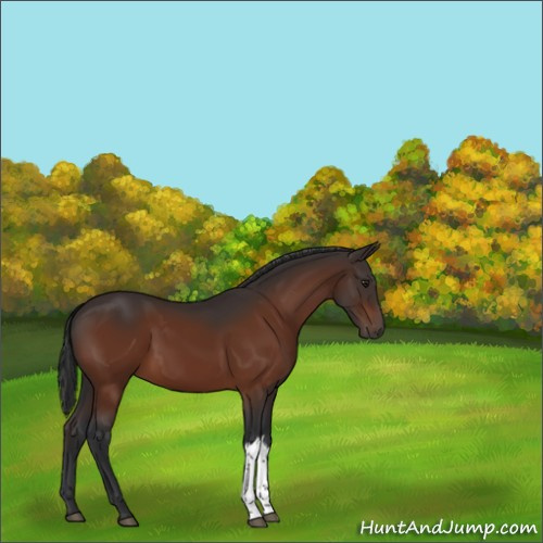 Horse Color:Brown 
