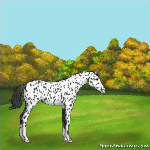 Horse Color:Black Appaloosa 