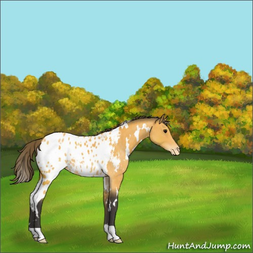 Horse Color:White Spotted Buckskin Appaloosa 
