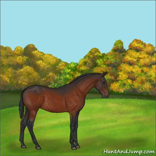Horse Color:Brown 