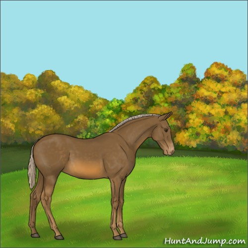 Horse Color:Chocolate Palomino Appaloosa 