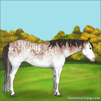Horse Color:White Spotted Bay Splash  and White Spotted Bay Splash 