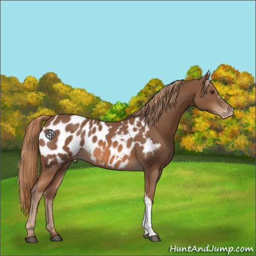 Horse Color:Chestnut Appaloosa 