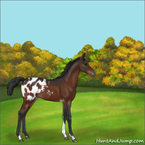 Horse Color:Brown Tobiano Appaloosa 