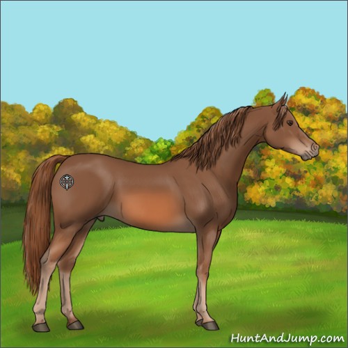Horse Color:Chestnut 