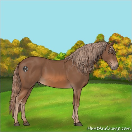 Horse Color:Chestnut 