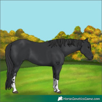 Horse Color:Black Tobiano 