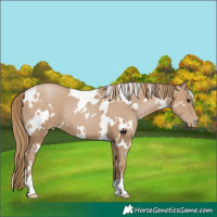 Horse Color:White Spotted Black Pearl 