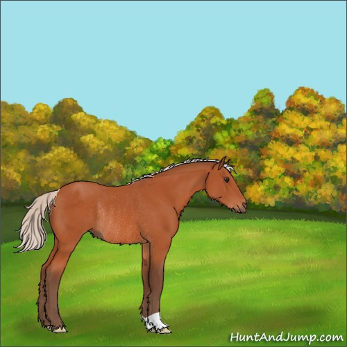 Horse Color:Silver Bay Rabicano 