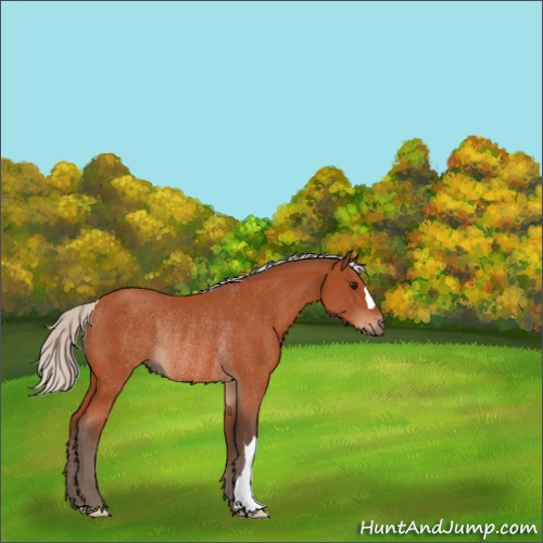 Horse Color:Silver Bay Rabicano 