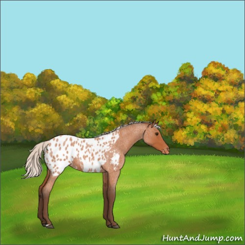 Horse Color:Silver Bay Roan Appaloosa Rabicano 