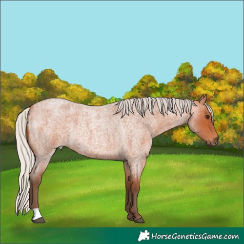 Horse Color:Silver Bay Roan Rabicano 