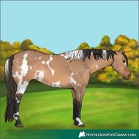 Horse Color:White Spotted Bay Dun 