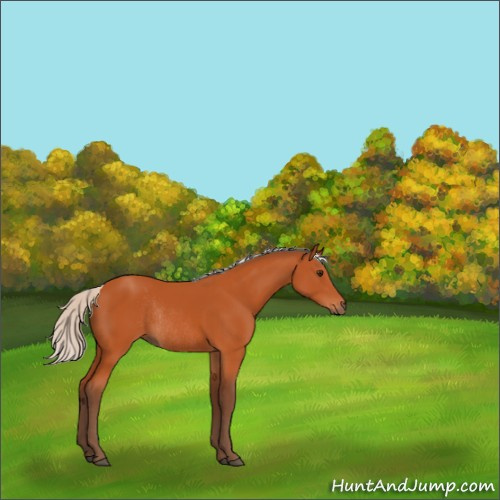 Horse Color:Silver Bay Rabicano 