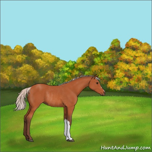 Horse Color:Silver Bay Rabicano