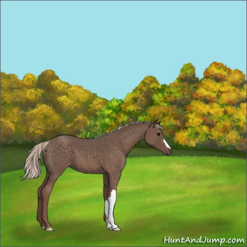 Horse Color:Silver Blue Roan
