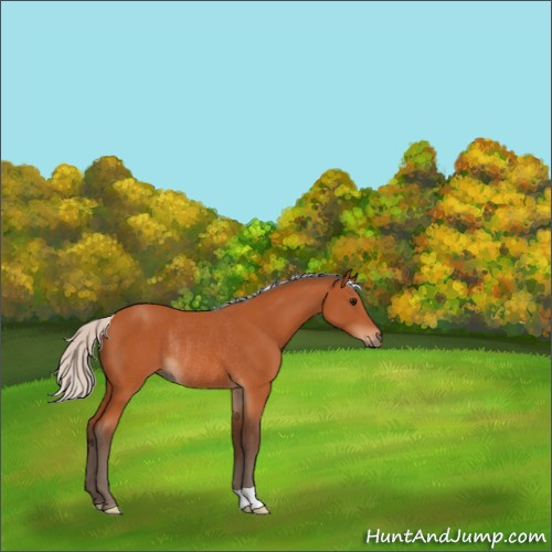 Horse Color:Silver Bay Rabicano 