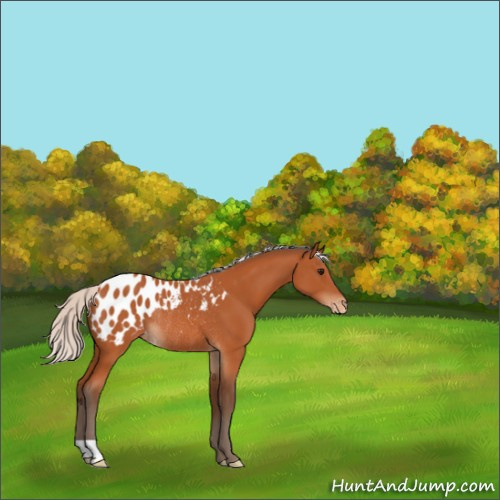 Horse Color:Silver Bay Appaloosa Rabicano 