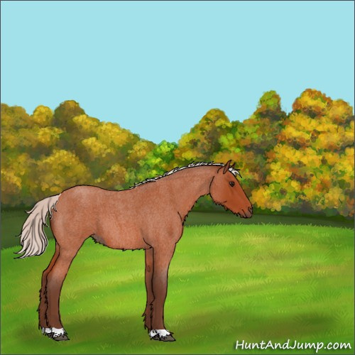 Horse Color:Silver Bay Roan 