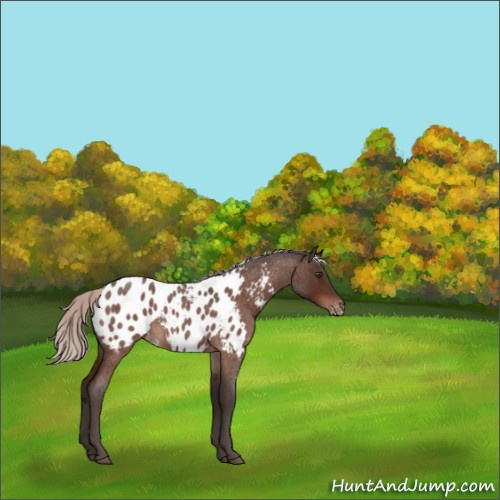 Horse Color:Silver Brown Roan Appaloosa