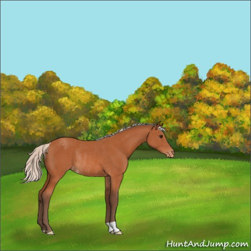 Horse Color:Silver Bay Appaloosa Rabicano 