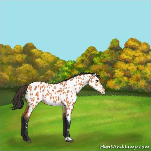 Horse Color:Bay Appaloosa 