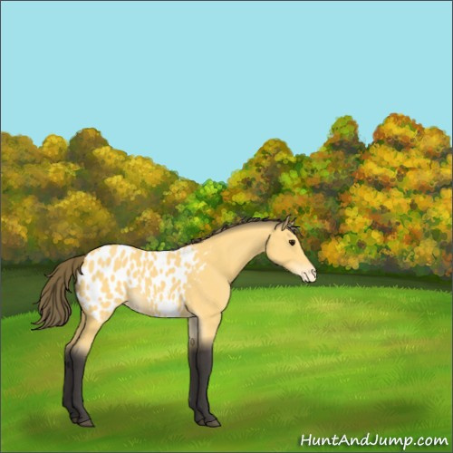 Horse Color:Buckskin Appaloosa