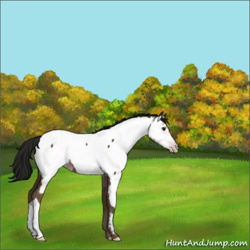 Horse Color:Gray Classic Champagne Appaloosa 