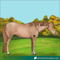 Horse Color:Chestnut Pearl 