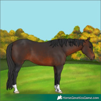 Horse Color:Brown 