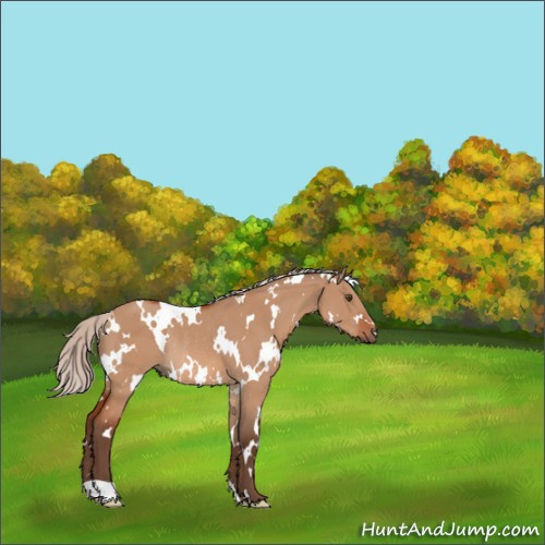 Horse Color:White Spotted Silver Bay Dun Rabicano 