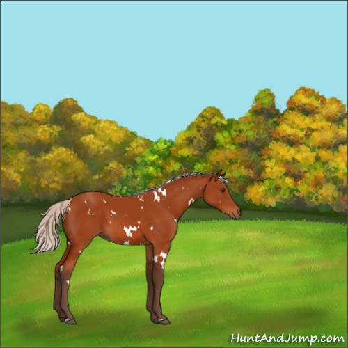Horse Color:White Spotted Silver Brown