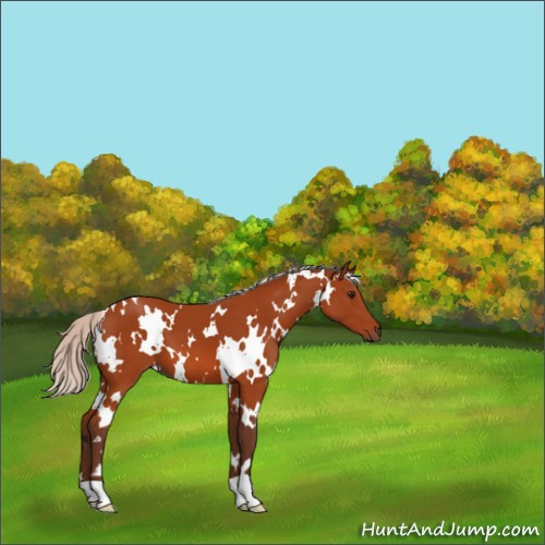 Horse Color:White Spotted Silver Bay 