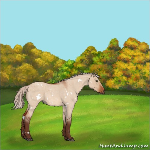 Horse Color:White Spotted Silver Brown Roan Dun Rabicano 
