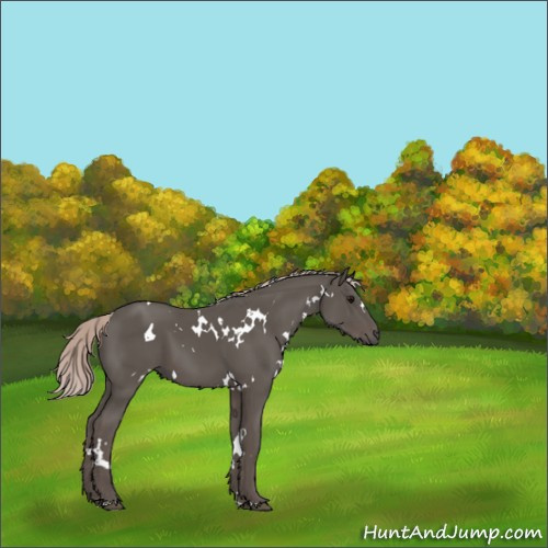 Horse Color:White Spotted Silver Black 