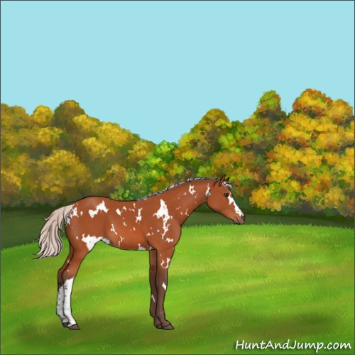Horse Color:White Spotted Silver Bay 
