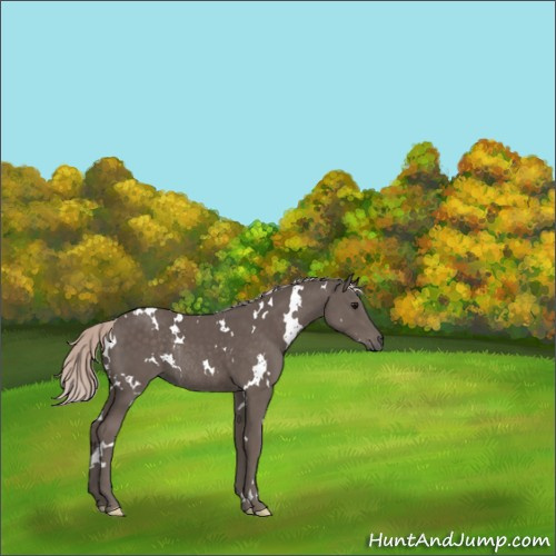 Horse Color:White Spotted Silver Black Rabicano 
