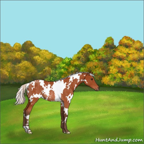 Horse Color:White Spotted Silver Bay Rabicano 