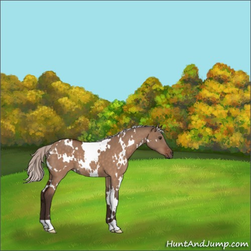 Horse Color:White Spotted Silver Brown Dun
