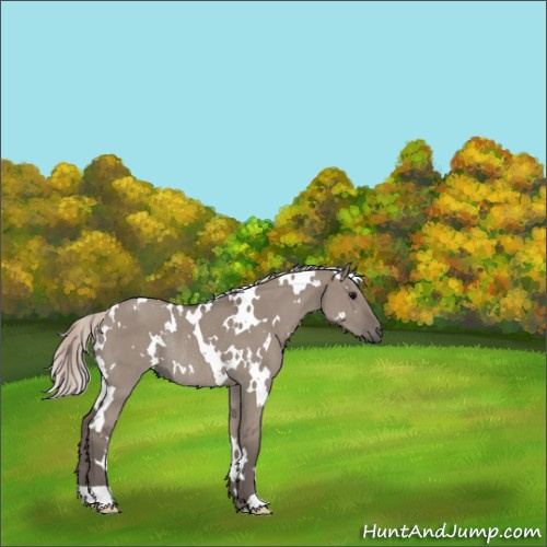 Horse Color:White Spotted Silver Grullo Rabicano 