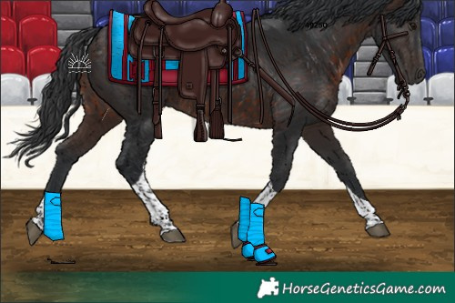Horse Color:Brown Tobiano 