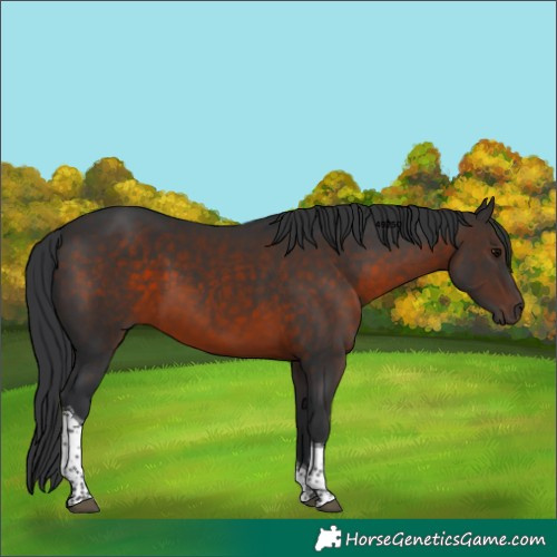 Horse Color:Brown Tobiano 