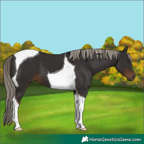 Horse Color:Liver Chestnut Tobiano 