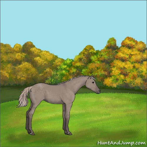 Horse Color:Silver Grullo